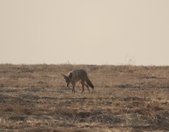 Canis latrans