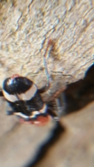 Thanasimus formicarius