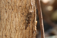 Stenocatantops angustifrons