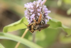 Eucera hamata