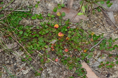 Gonocarpus micranthus micranthus