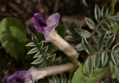 Astragalus argophyllus