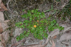 Gonocarpus micranthus micranthus