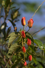 Passiflora tholozanii