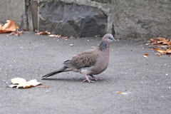 Streptopelia chinensis
