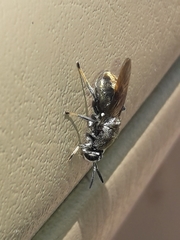 Dicyphoma schaefferi