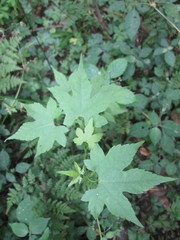 Ceratiosicyos laevis