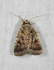 Proteuxoa oxygona