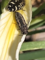 Anambodera