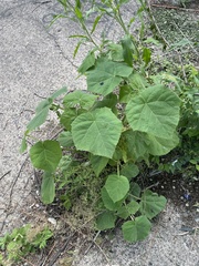 Paulownia tomentosa
