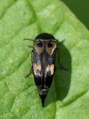 Glipa oculata
