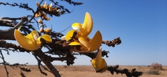 Butea monosperma lutea