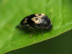 Glipa oculata