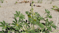 Lupinus shockleyi