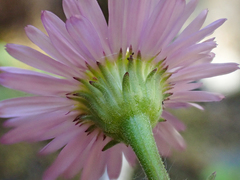 Erigeron cervinus