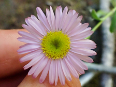 Erigeron cervinus