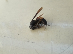 Vespa affinis