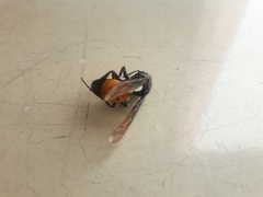 Vespa affinis