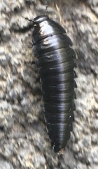 Necrophila americana