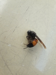 Vespa affinis