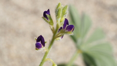 Lupinus shockleyi