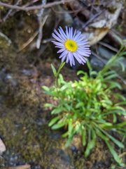 Erigeron cervinus