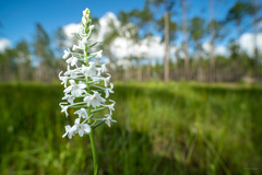 Platanthera nivea