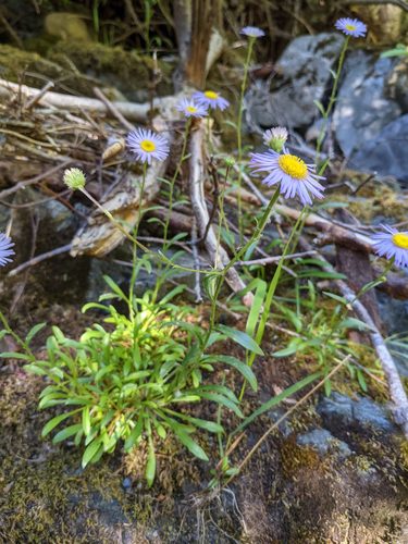 Siskiyou fleabane (Erigeron cervinus)
