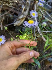 Erigeron cervinus
