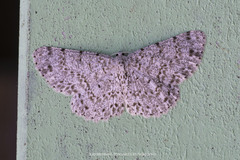 Catoria sublavaria