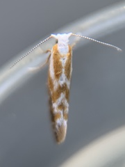 Argyresthia freyella