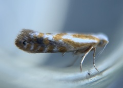 Argyresthia freyella