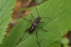 Neoclytus scutellaris