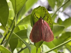 Arctioblepsis rubida