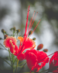 Caesalpinia pulcherrima flava