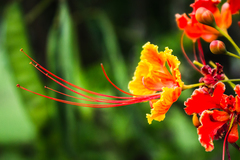 Caesalpinia pulcherrima flava