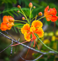 Caesalpinia pulcherrima flava