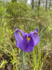 Iris tridentata