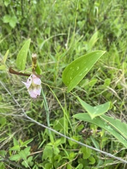 Cleistesiopsis