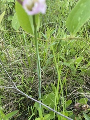 Cleistesiopsis