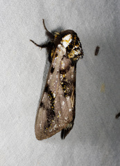 Psalidostetha banksiae