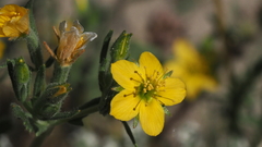 Mentzelia affinis