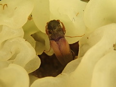 Isorhipis ruficornis