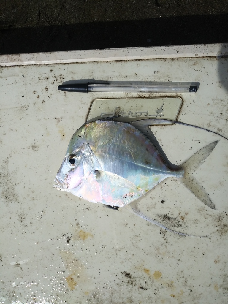 Mexicaanse maanvis (Selene orstedii) — Carangidae