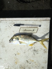 Caranx caninus