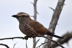 Coracias naevius mosambicus