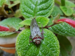 Copidocephala guttata