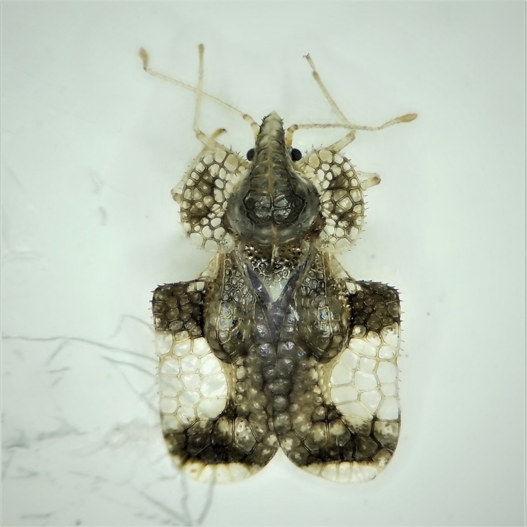 Hawthorn Lace Bug