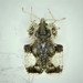 Corythucha cydoniae - Photo (c) Russell Pfau,  זכויות יוצרים חלקיות (CC BY-NC), הועלה על ידי Russell Pfau