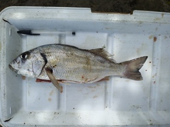 Haemulopsis leuciscus